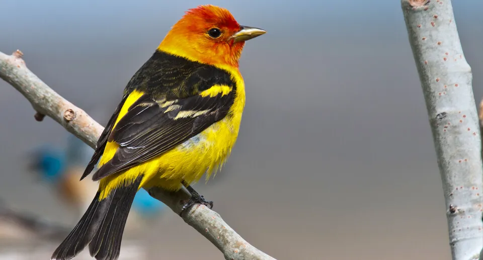 Western Tanager