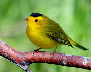 Wilson’s Warbler 