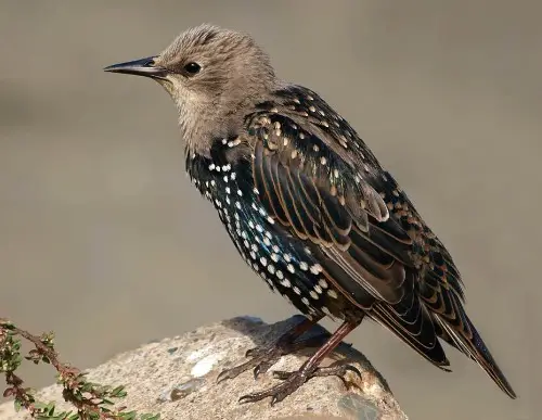 European Starling (Winter)