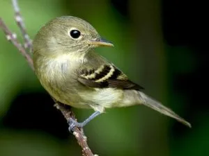 Yellow-Bellied Flycatcher