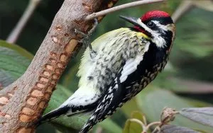 Yellow-Bellied Sapsucker 