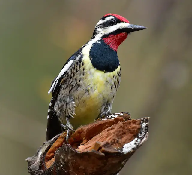 Yellow-Bellied Sapsucker