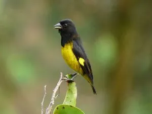 Yellow-Bellied Siskin