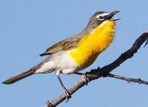 Yellow-Breasted Chat