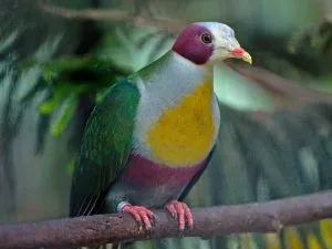 Yellow-Breasted Fruit Dove 