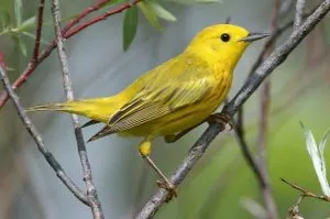 Yellow Warbler