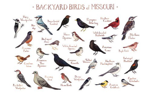 Missouri Woodpeckers: 7 Species To Seek On Your Next Watch