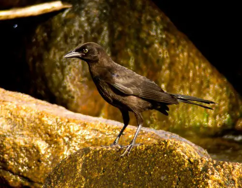 Common Grackle (Female)