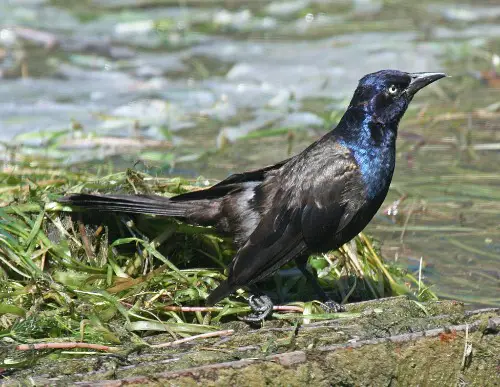 Common Grackle (Male)