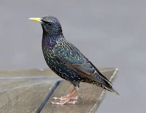 European Starling (Summer) 