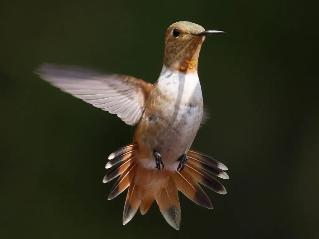 Allen’s Hummingbird