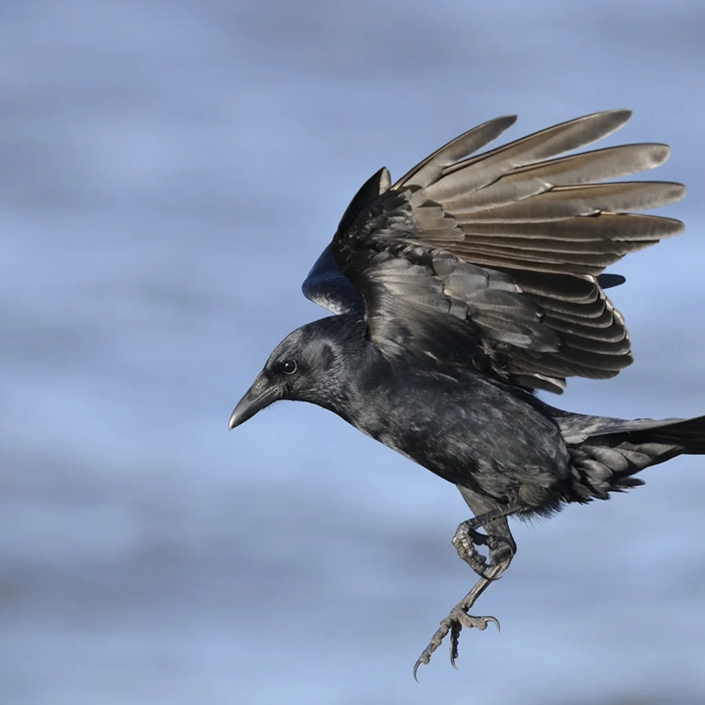 American Crow