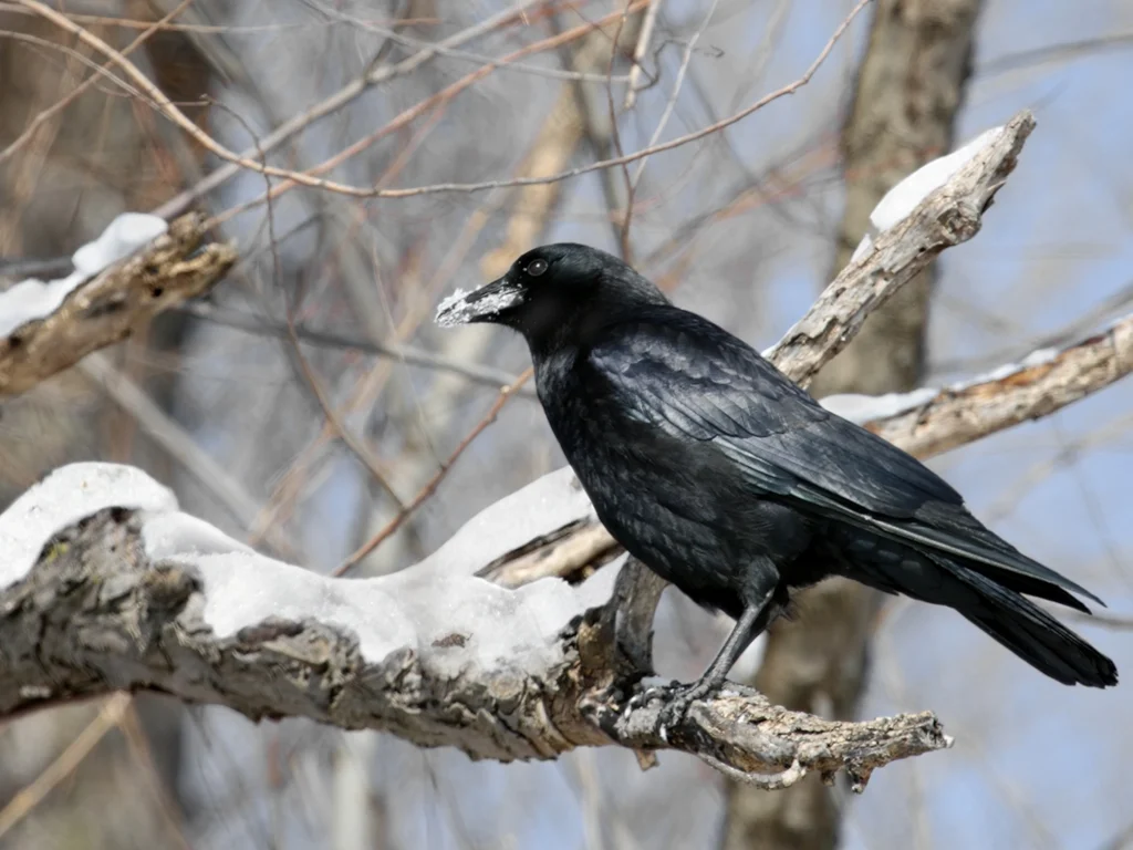 American Crow