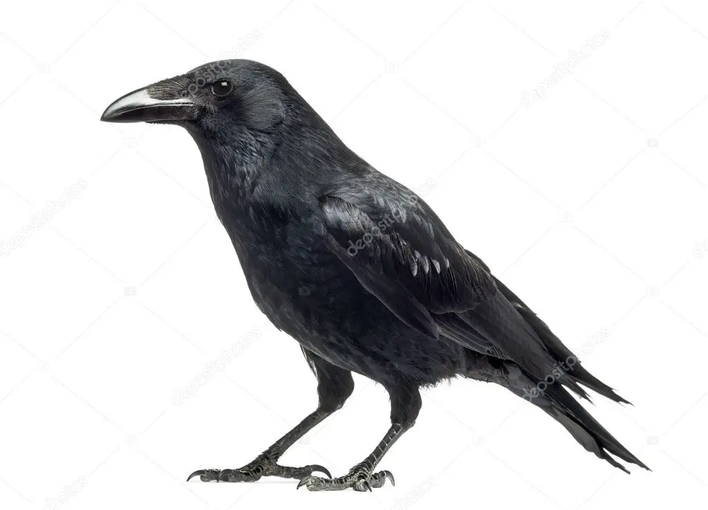 American Crow