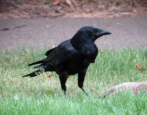 American Crow