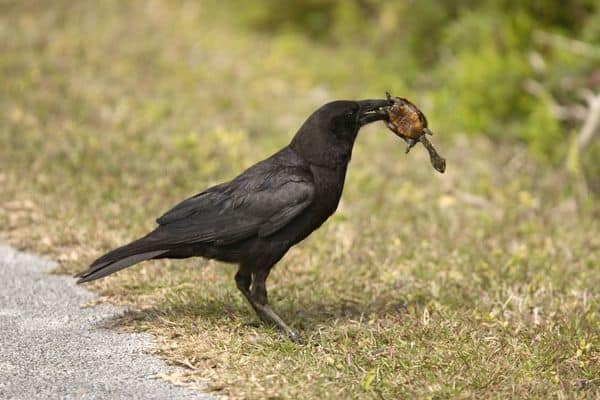 American Crow