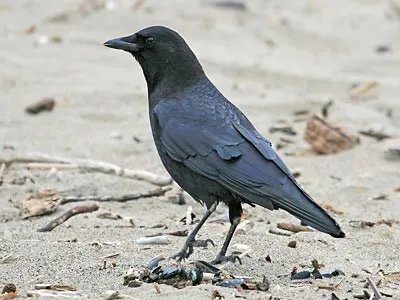 American Crow