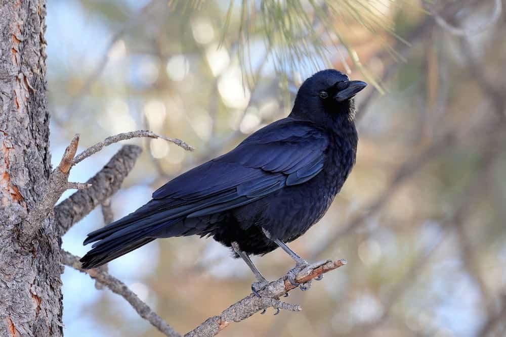 American Crow