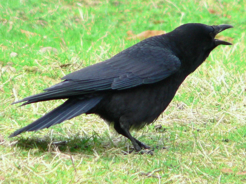 American Crow