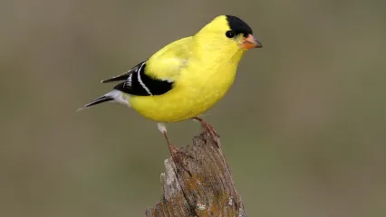 American Goldfinch