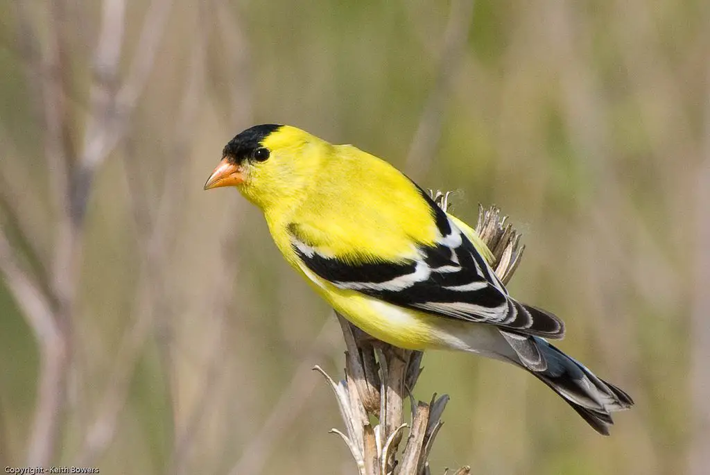 American Goldfinch