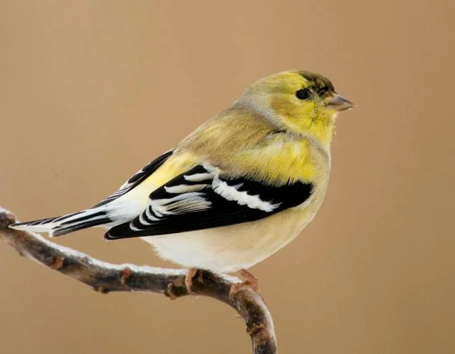 American Goldfinch