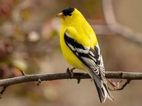 American Goldfinch