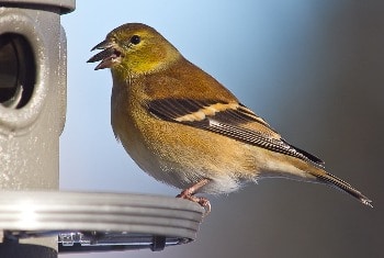 American Goldfinch