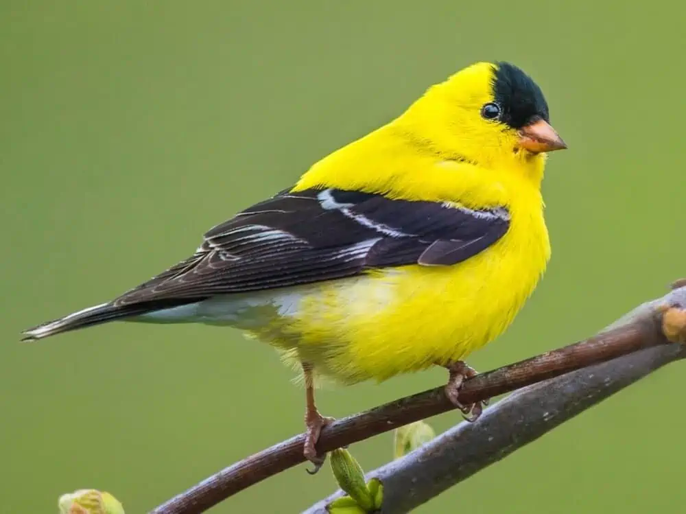 American Goldfinch