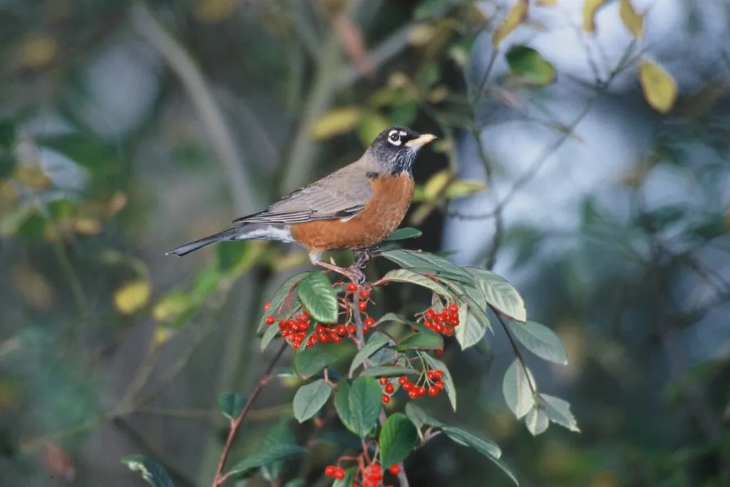 American Robin