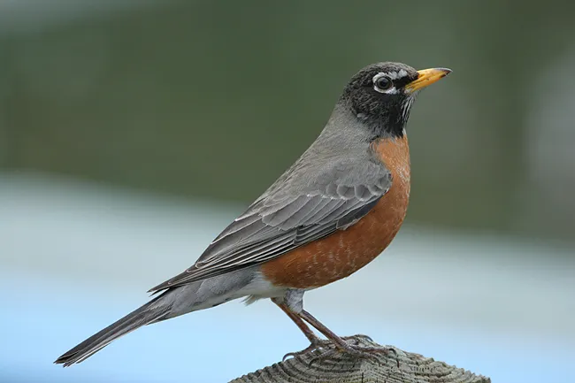 American Robin