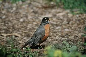 American Robin