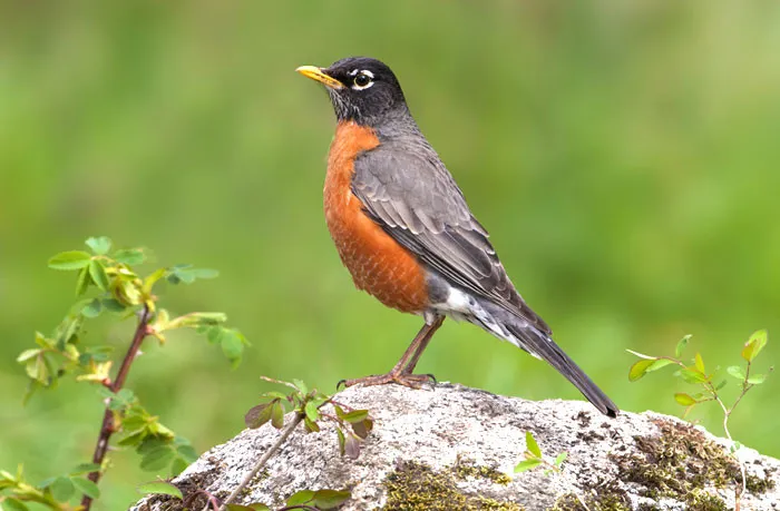 American Robin