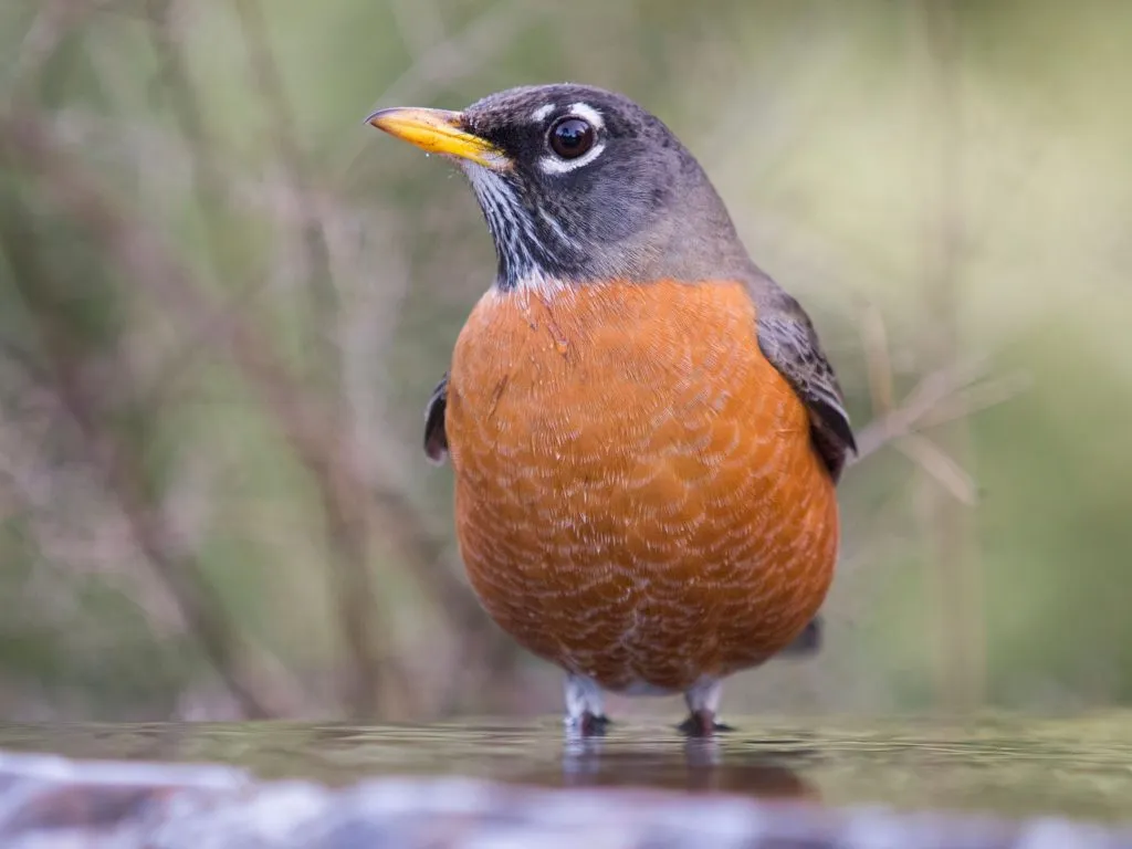 American Robin