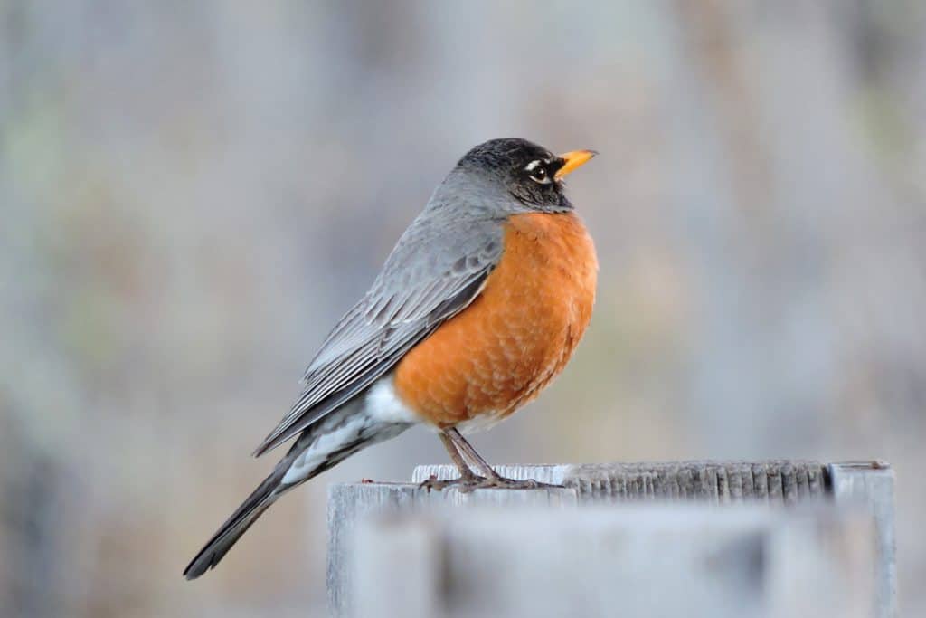 American Robin