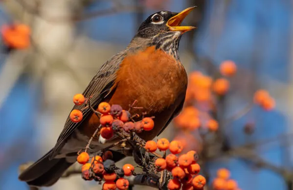 American Robin