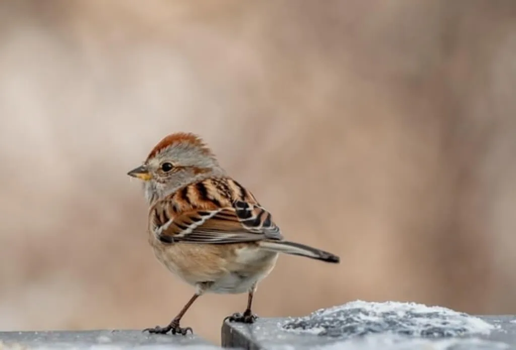 American Tree Sparrow 