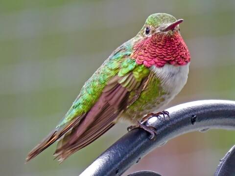 Anna’s Hummingbird