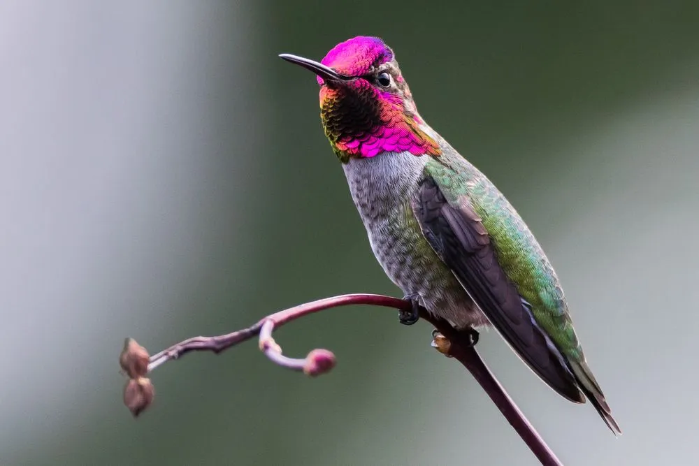 Anna’s Hummingbird