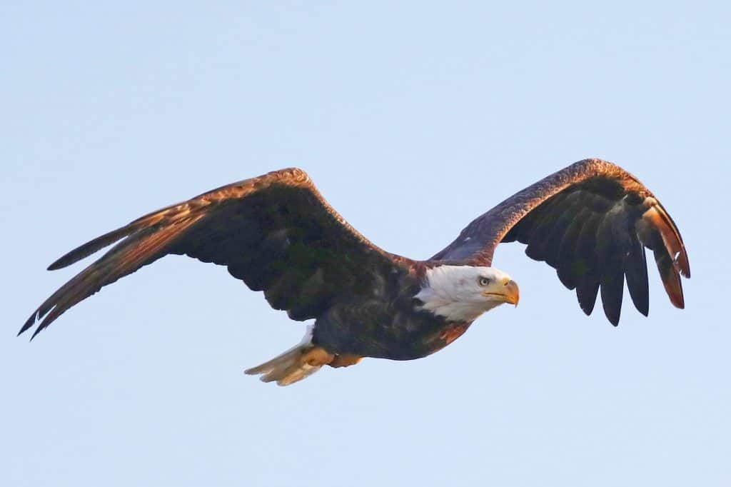 Bald Eagle