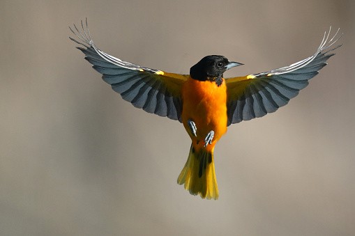 Baltimore Oriole - Male