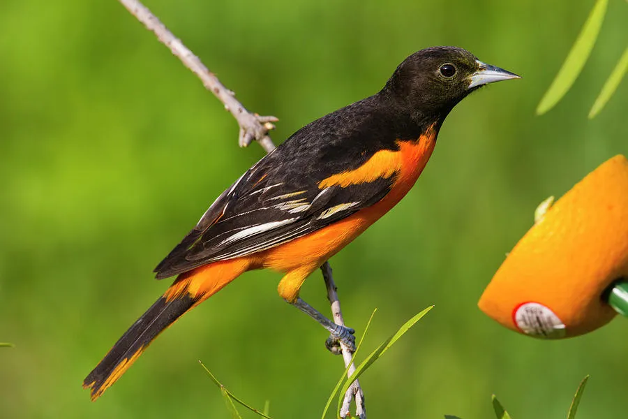 Baltimore Oriole