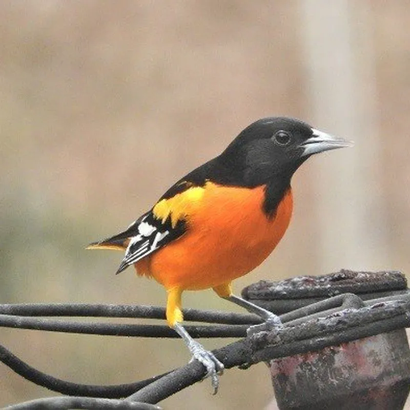 Baltimore Oriole