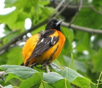 Baltimore Oriole