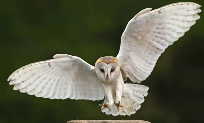 Barn Owl