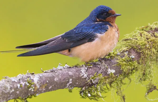 Barn Swallow