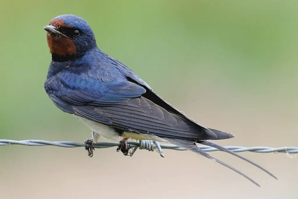 Barn Swallow