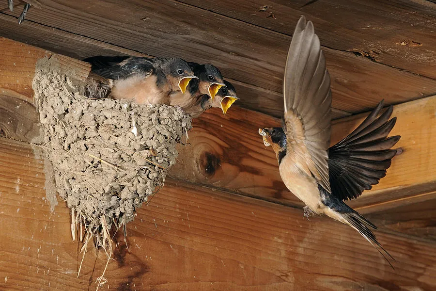 Barn Swallow