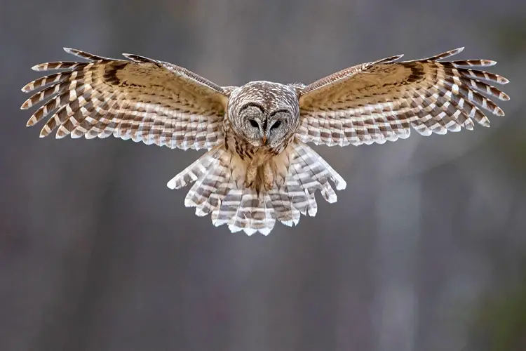 Barred Owl