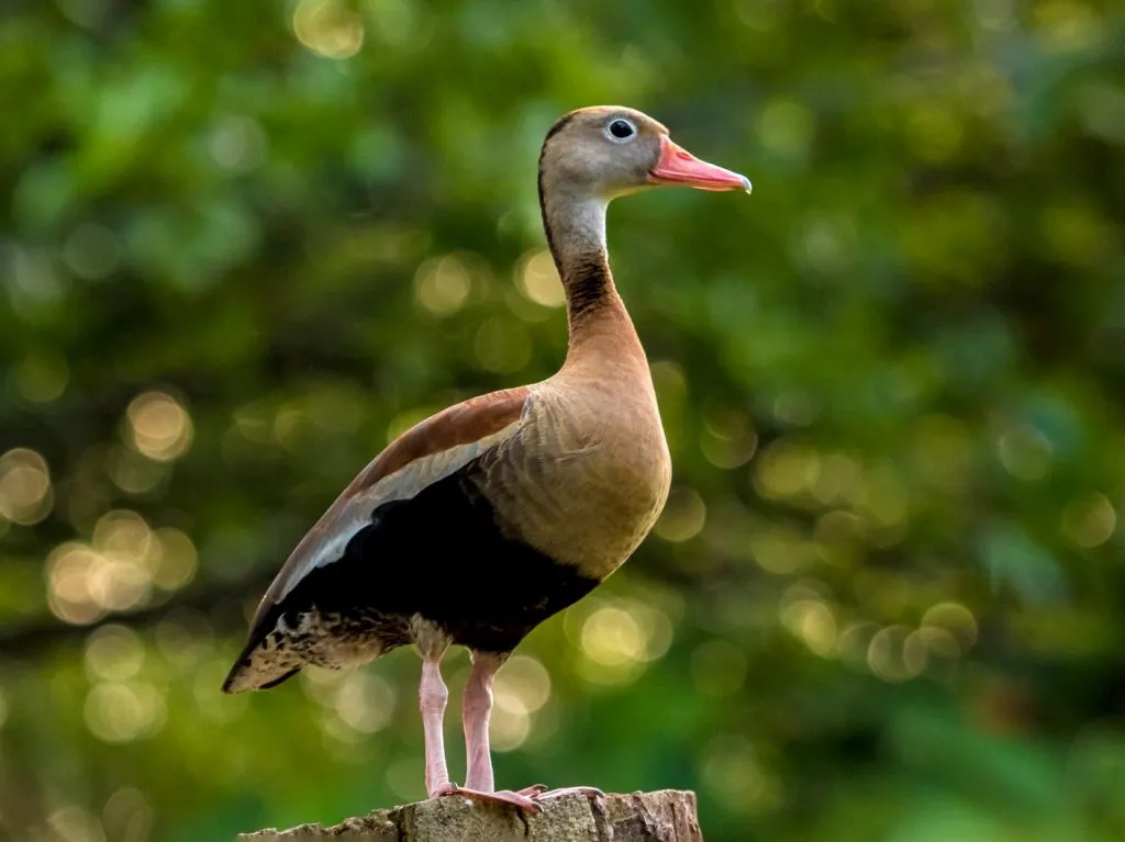 Black-Bellied Whistling Duck 